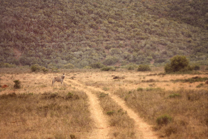 IMG_4418-Editdenstoraresan,-familjen,-safari,-sydafrika
