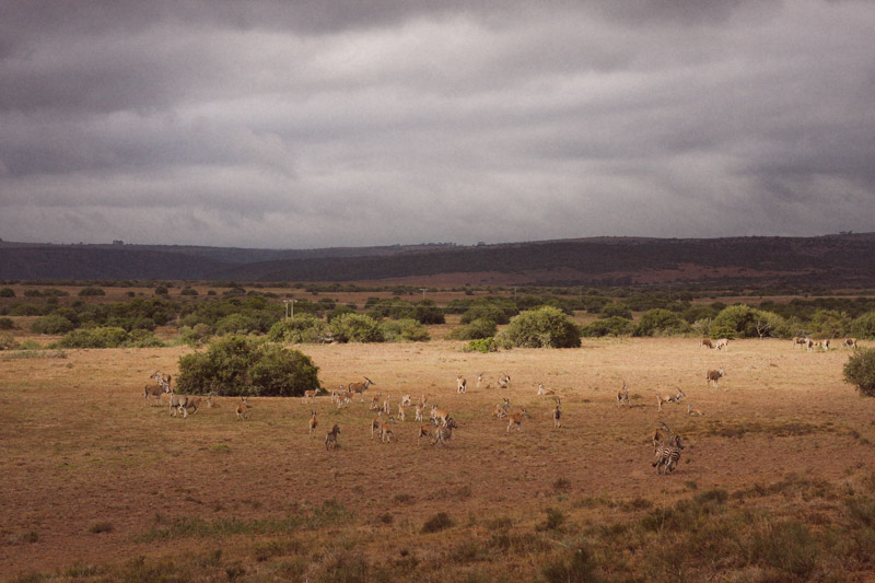 IMG_4491-Editdenstoraresan,-familjen,-safari,-sydafrika