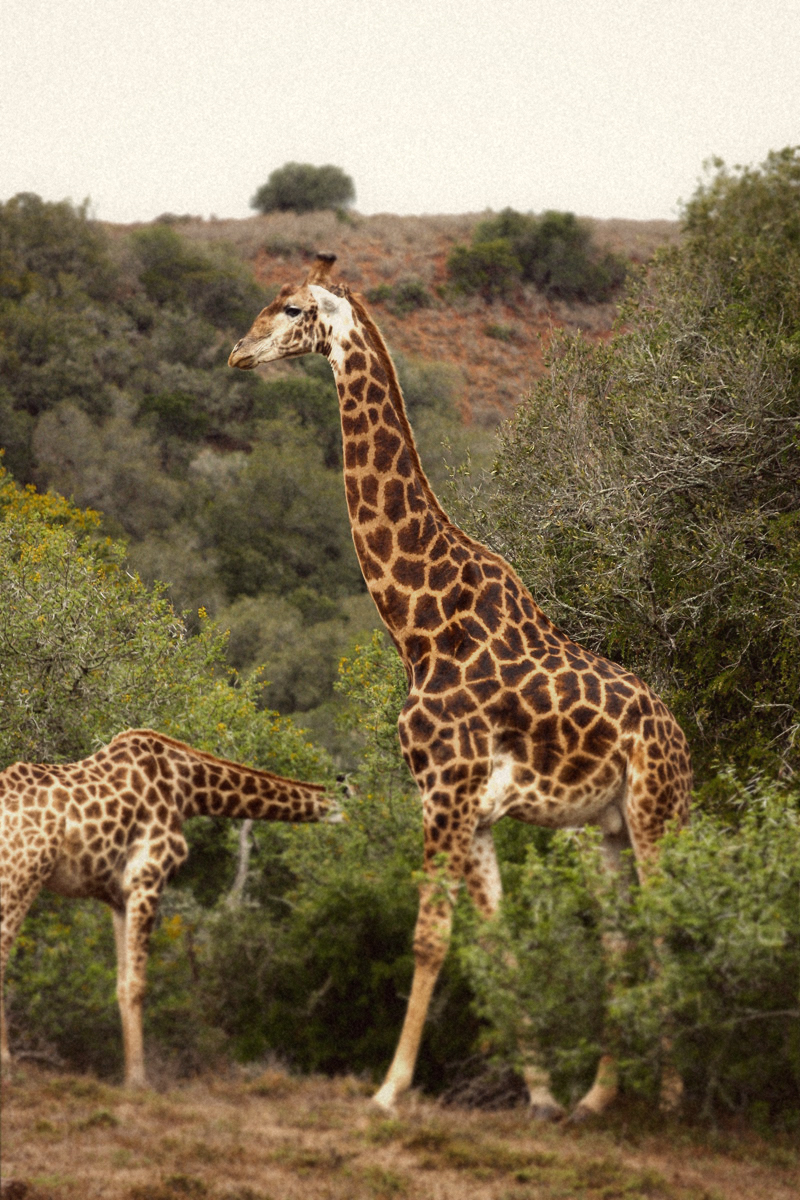 IMG_4516-Editdenstoraresan,-familjen,-safari,-sydafrika