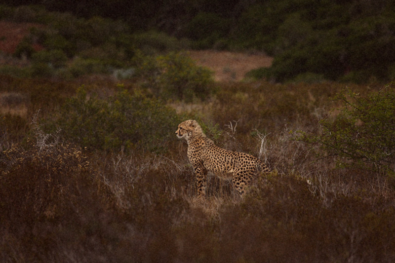 IMG_4712-Editdenstoraresan,-familjen,-safari,-sydafrika