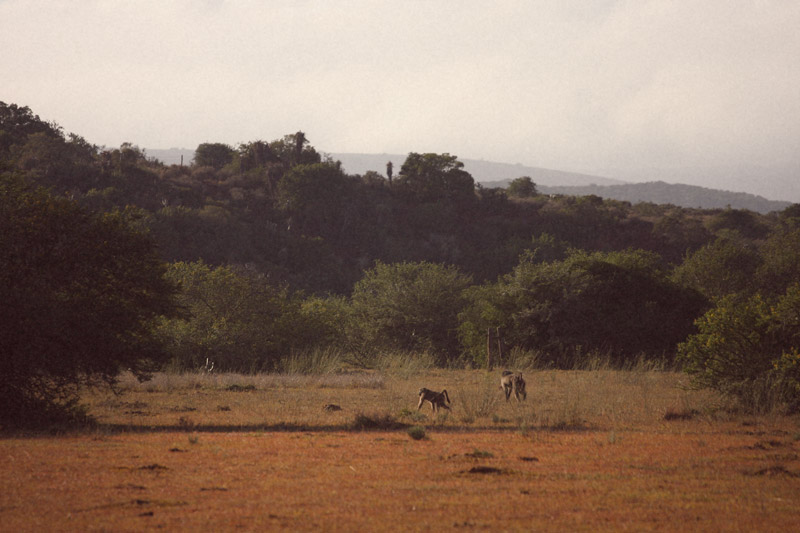IMG_4852-Editdenstoraresan,-familjen,-safari,-sydafrika