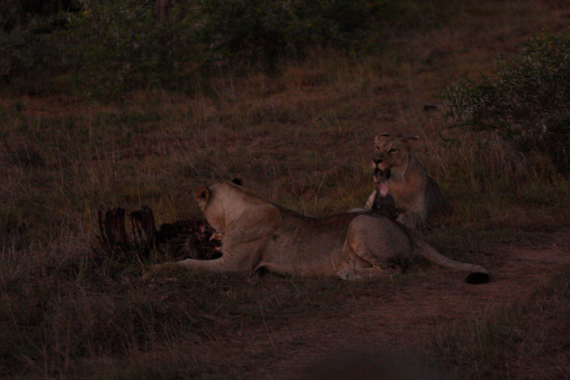 IMG_5473-Editdenstoraresan,-familjen,-safari,-sydafrika