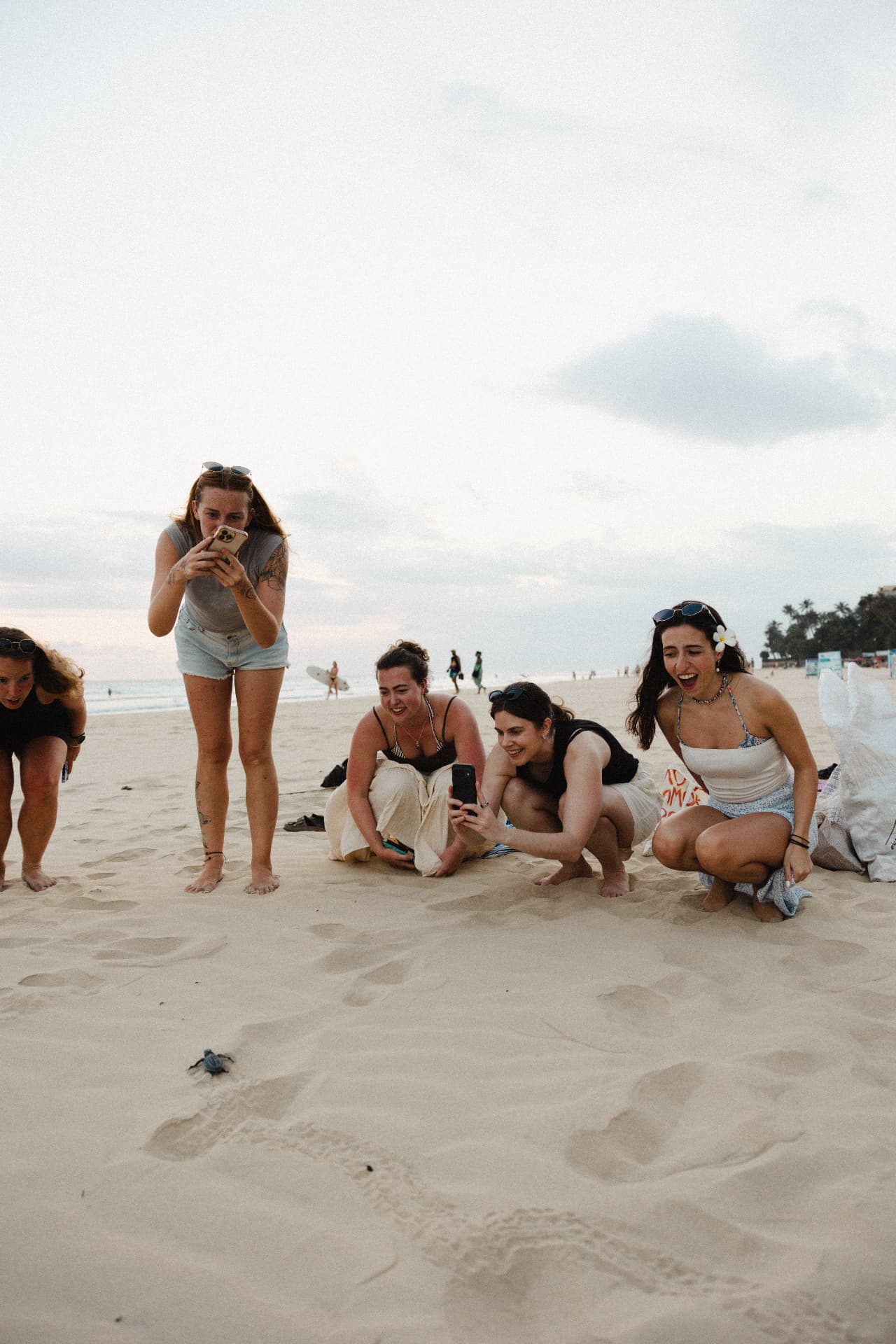 Guests releasing a baby turtle on the beach