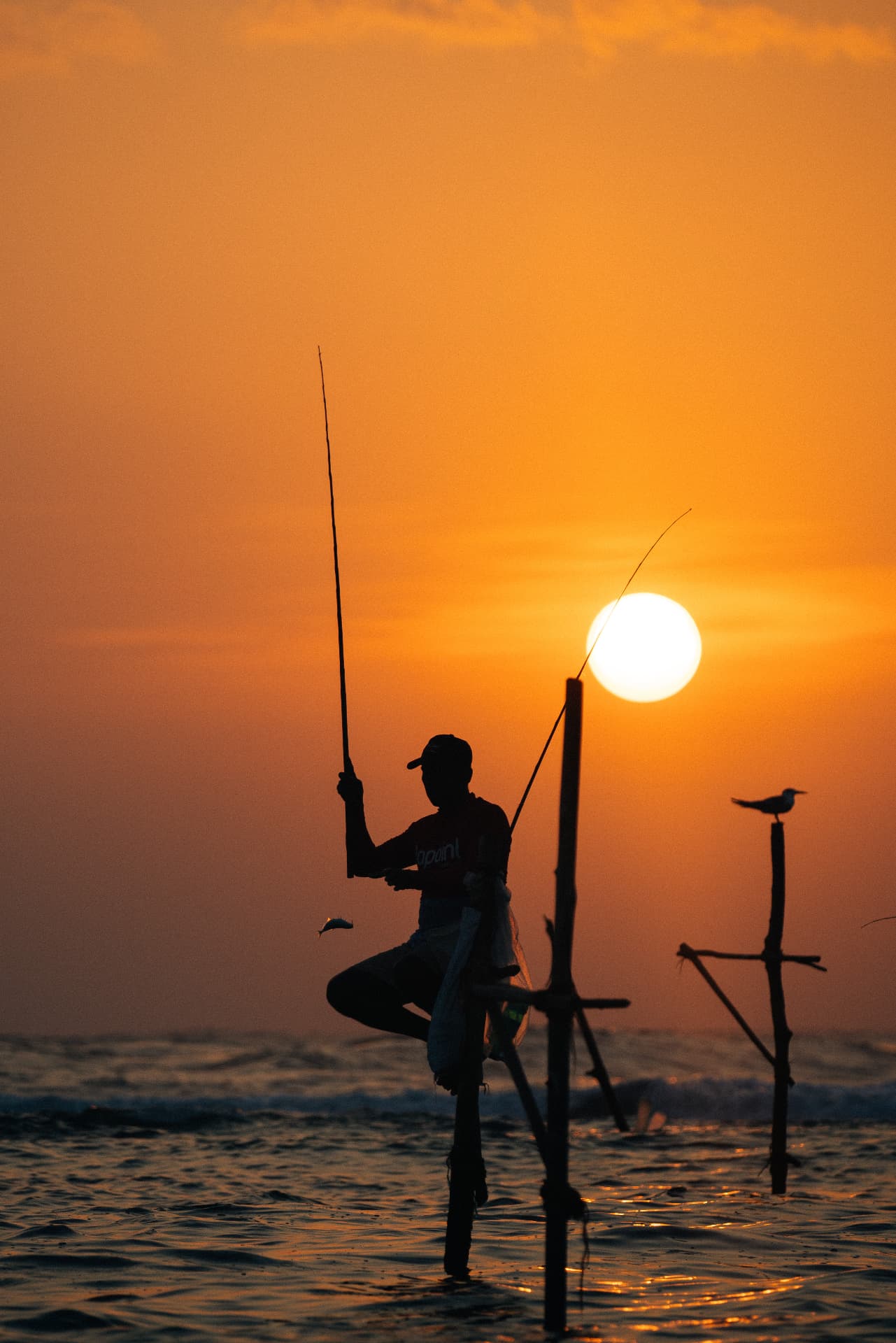 A stilt fisherman silhouetted against a golden sunset