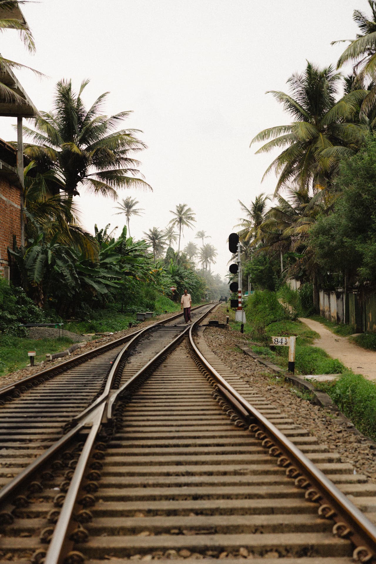 Railway line running through palm trees in the village landscape of southern Sri Lanka