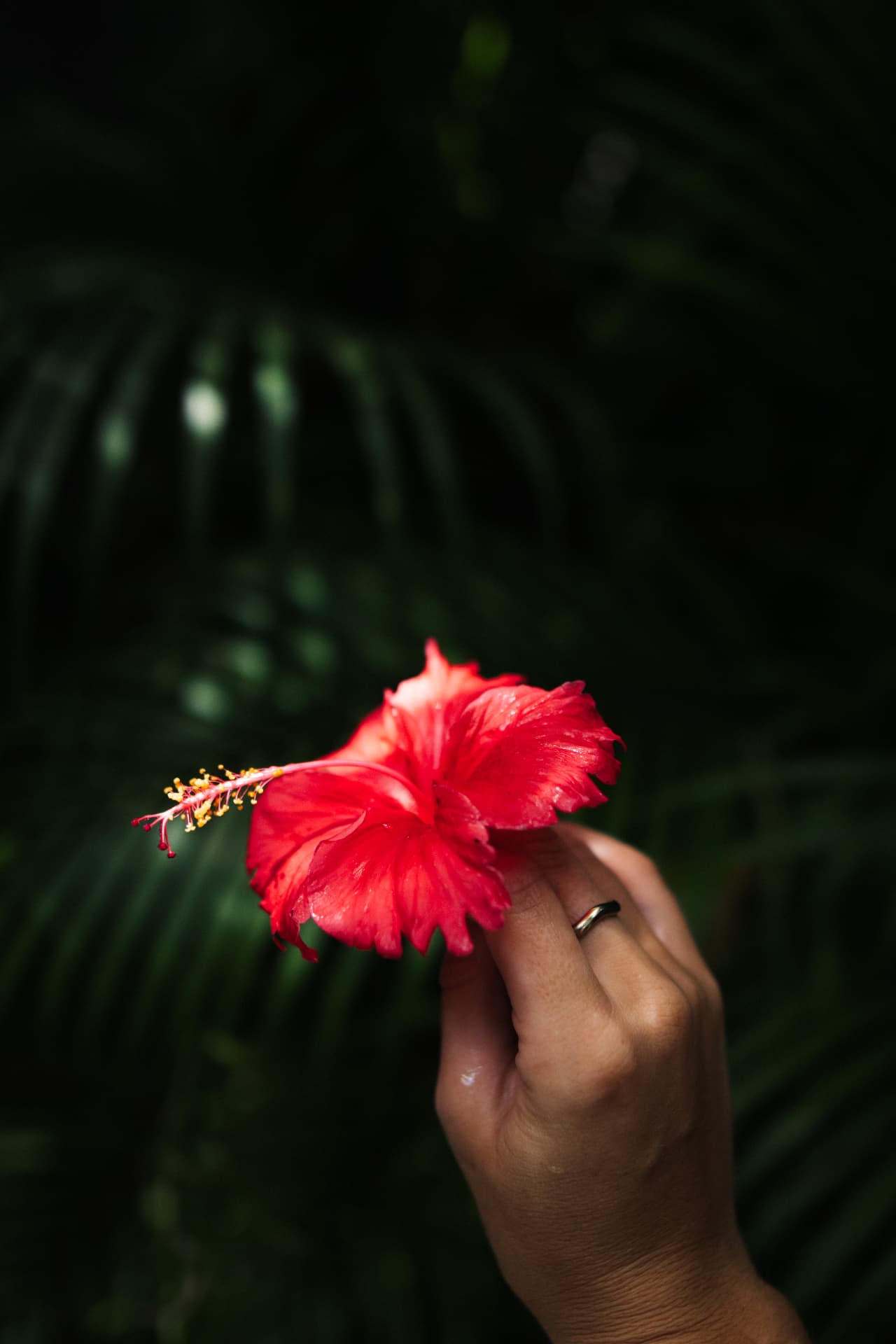 A hand holding a red hibiscus flower against jungle green