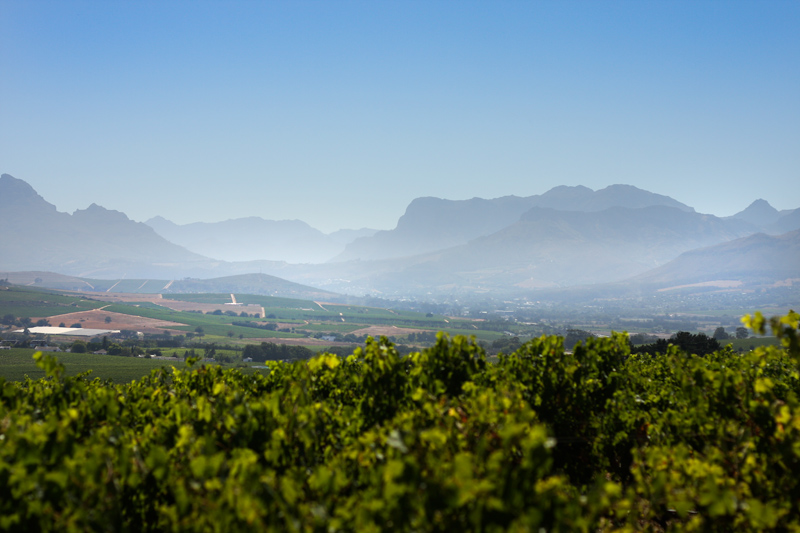 wineries of south africa