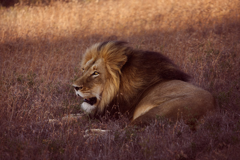IMG_5336-Editdenstoraresan,-familjen,-safari,-sydafrika