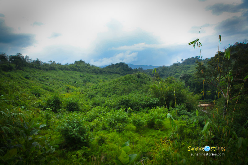 orangutans of Borneo