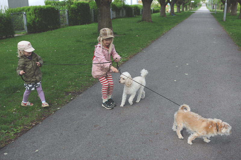 walking the dogs