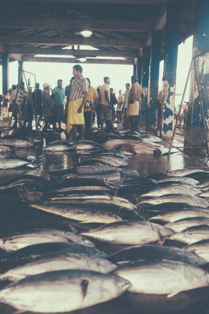 Sri-Lanka-Dondra-Fish-Market-Sunshinestories-Blog-Photos-5483