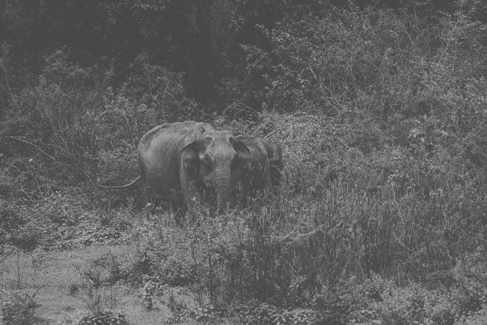 Sri Lanka-Yala-National-Park-Elephant-Wildlife-Safari-Jeep-Roadtrip-IMG_3017