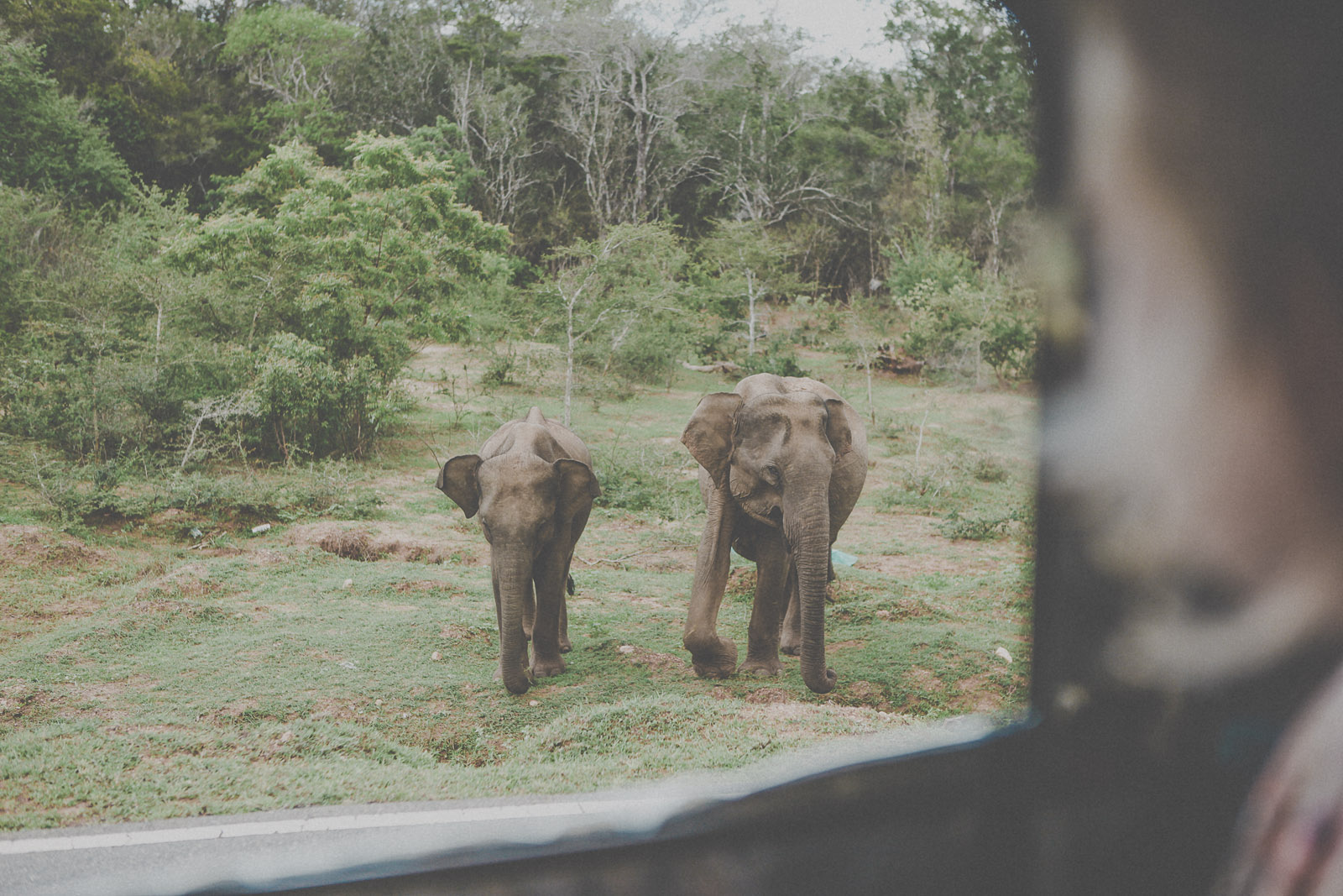 Sri Lanka-Yala-National-Park-Elephant-Wildlife-Safari-Jeep-Roadtrip-IMG_6251