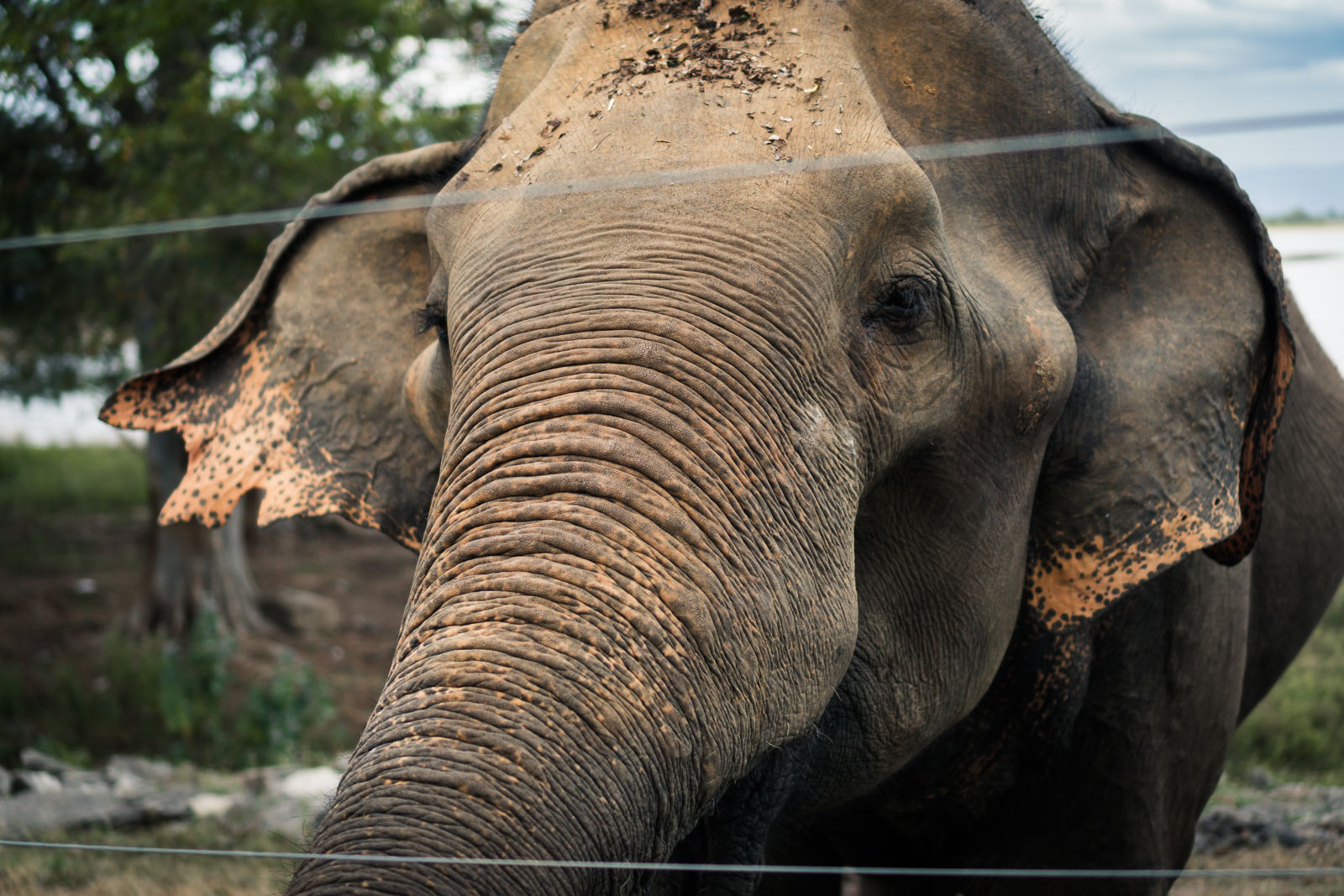 elephant-sri-lanka