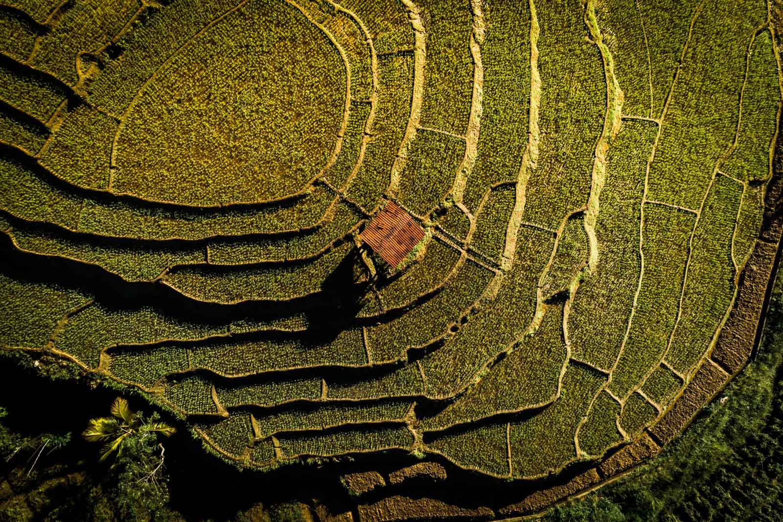 rice-terrace-sri-lanka