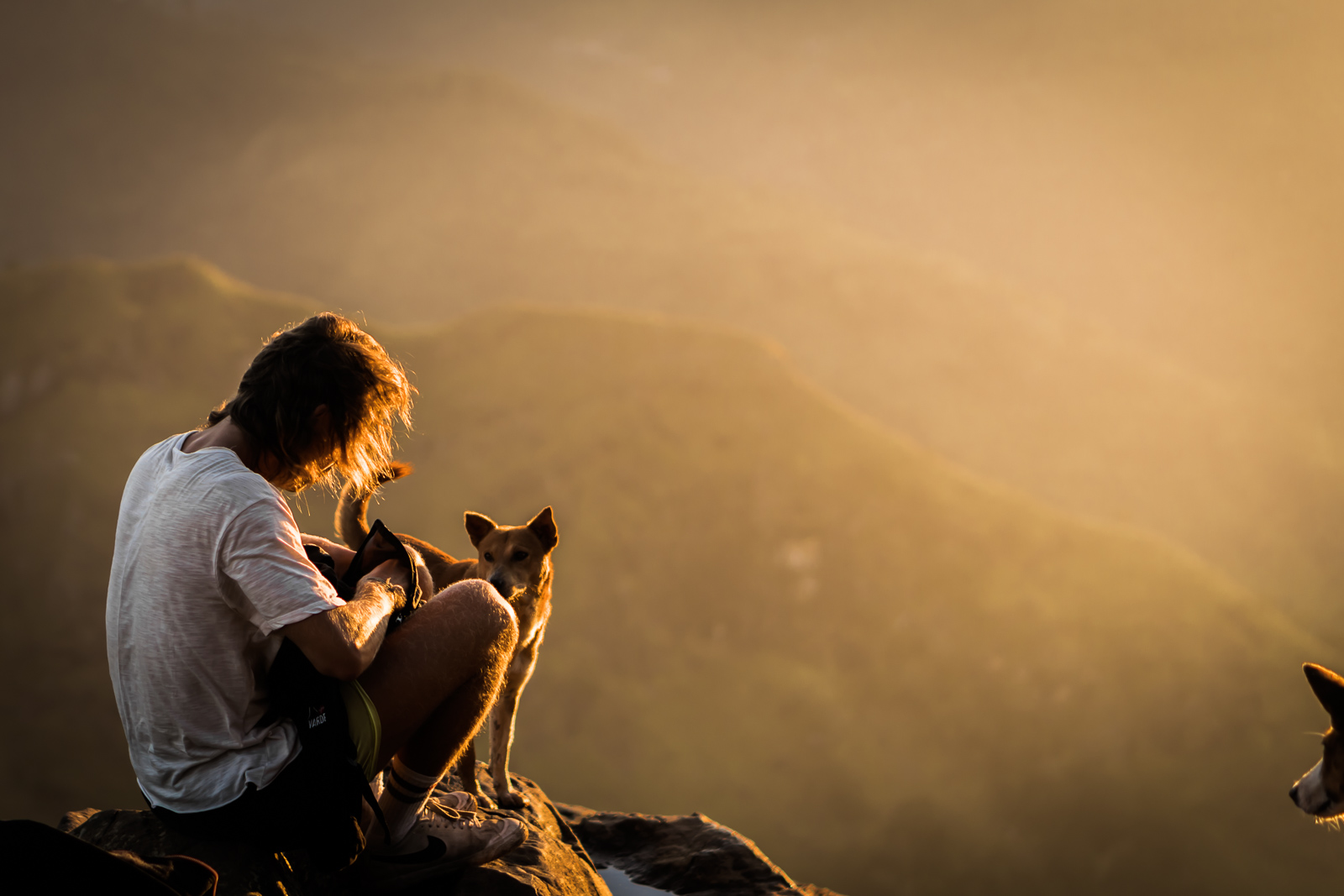 dog-sunrise-sri-lanka