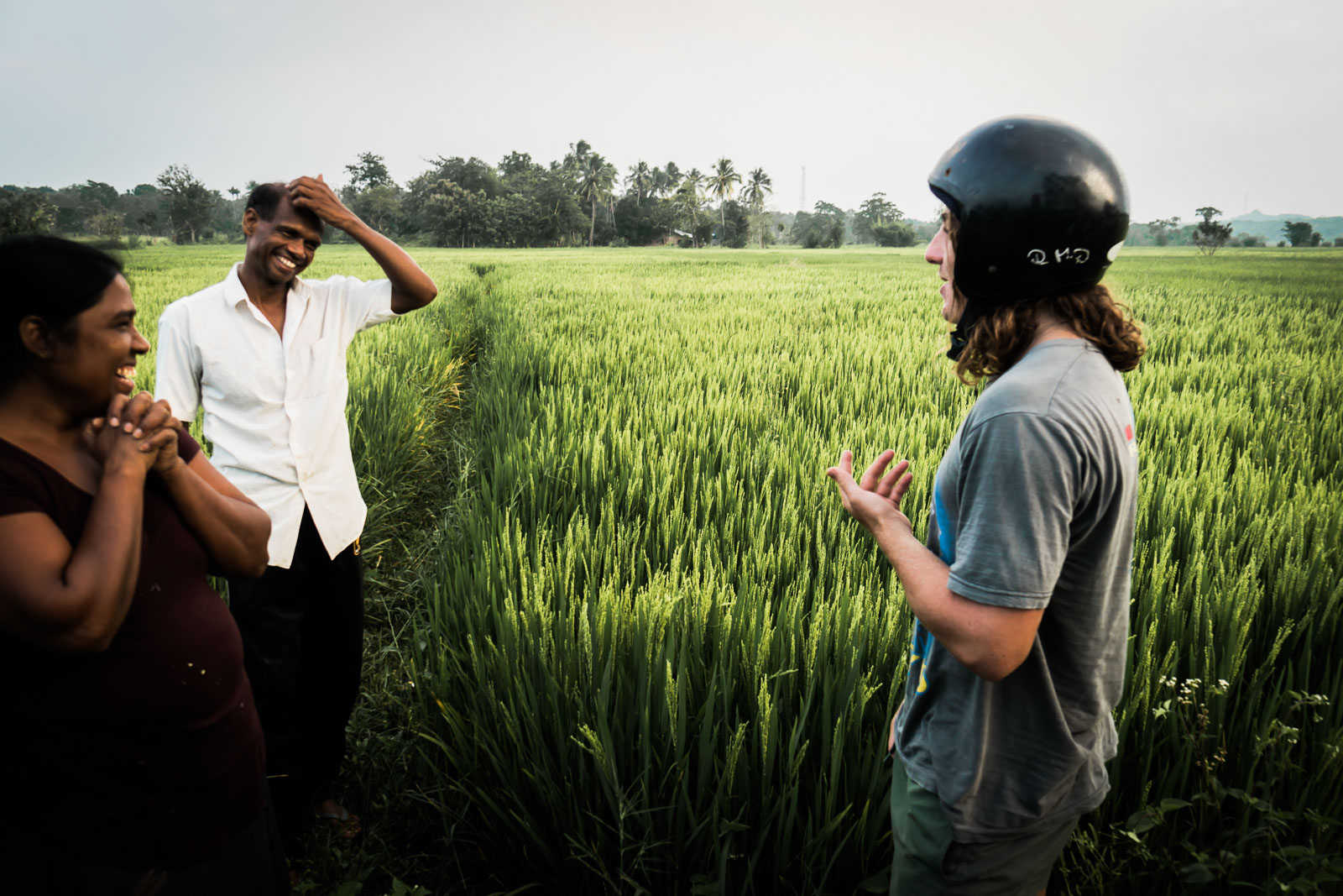 rice-harvest-sri-lanka